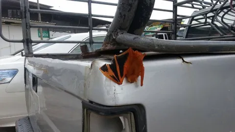 พบค้างคาวพันธุ์หายาก เกาะท้ายกระบะพ่อค้าผลไม้