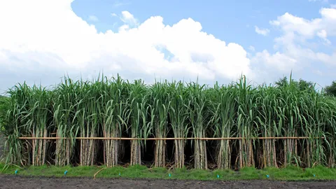 ลูกค้า​หนีไป​ซื้อ​บราซิล​แทน ไทย​ฉาว​อีก!น้ำตาล​ทราย​ส่ง​ออก​ล่องหน