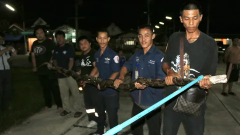 ระทึก! งูเหลือมยาวกว่า 6 เมตร หลบอยู่ใต้หลังคาบ้าน