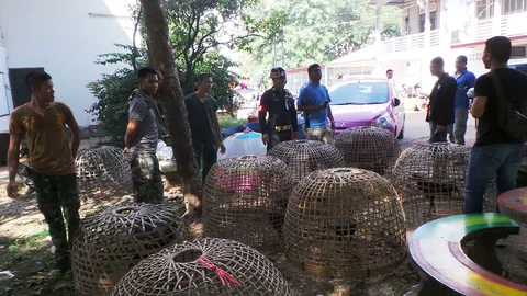 บุกจับบ่อนไก่ชนชายแดนเขมร รวบนักพนันพร้อมอุปกรณ์อื้อ