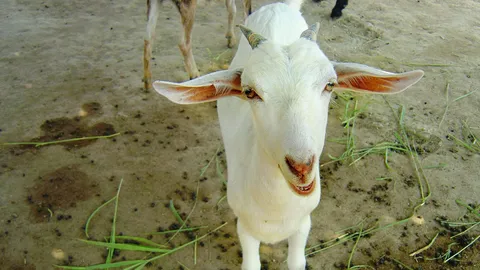 แพะชนะราบคาบพวกยาปราบพืช