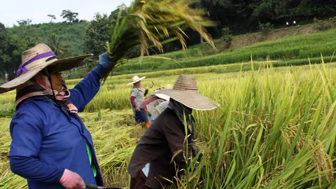 ฟัง 2 มุมคิด 'อัมมาร-ณรงค์' กับแผนคิดเลิกอาชีพ (ทำนา)