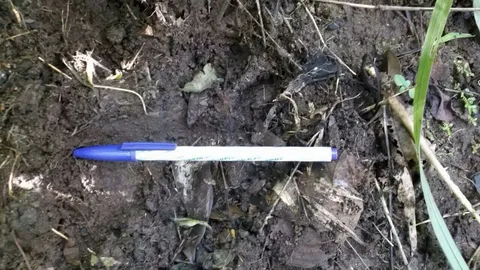 ชี้ชัด ‘เสือกินวัว’ เป็นตัวผู้-ดุร้าย หวั่นถูกล่า! 