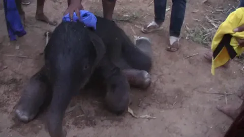 โคตรช้างพ่อพันธุ์กลัดมัน ปั๊มลูก 42 เชือก!  