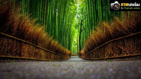 ภาพเล่าเรื่อง : ตามหาของหาย...ได้ที่ประเทศญี่ปุ่น!