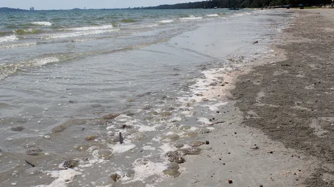  ผงะ ! กะพรุนตายเกลื่อนหาดระยอง ยาว 30 กม.