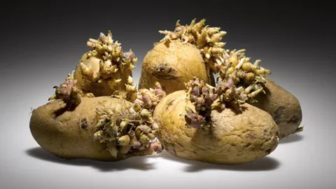 อึ้ง! พบมันฝรั่งรากงอกคาจิ๋มสาวโคลอมเบีย แม่บอกเป็นวิธีคุมกำเนิด