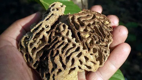 อภินิหาร...จาวปลวก