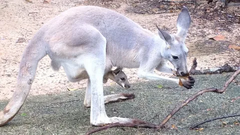 สวนสัตว์อุบลฯ เปิดตัว ลูกจิงโจ้แดงวัย 5 เดือน 