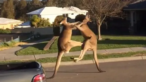 โกรธอะไรกัน!? จิงโจ้ป่าออสซี่วางมวยกันกลางถนน (ชมคลิป)