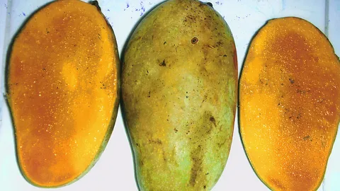 “มะม่วงการะเกด”มีกิ่งตอนใหม่ขาย