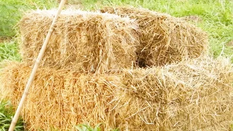 เมืองคอนเตรียมเสบียง ช่วยสัตว์ 1.8 แสนตัว รับมือน้ำท่วม