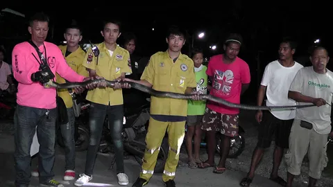 หนุ่มใหญ่กู้ลอบดักปลาได้งูจงอาง หวิดโดนฉก