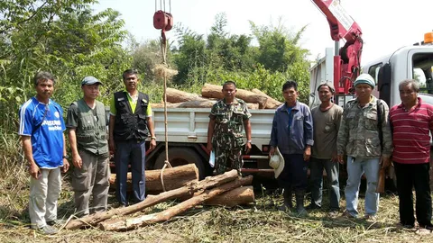 เหิมหนัก! ลอบตัดไม้พะยูง 100 ปี ที่ภูพาน 