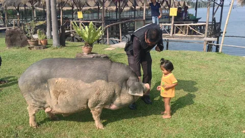 น่ารัก! ‘น้องลีโอ’ หมูป่าอ้วน ขวัญใจชาวอุบลฯ