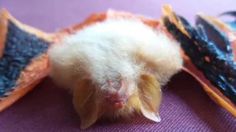 ฮือฮา! ค้างคาวใกล้สูญพันธุ์ 'ค้างคาวยอดกล้วยปีกผีเสื้อ'