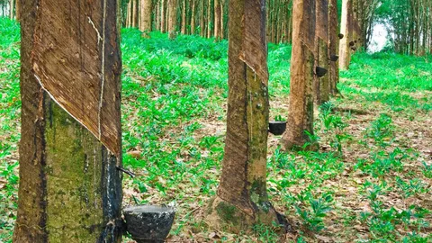 แจกเงินชาวสวนยางไร่ละพัน