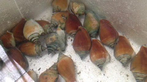 'ศูนย์ประมง'หวั่น'หอยชักตีน'อาหารดังกระบี่สูญหลังจำนวนลดลง