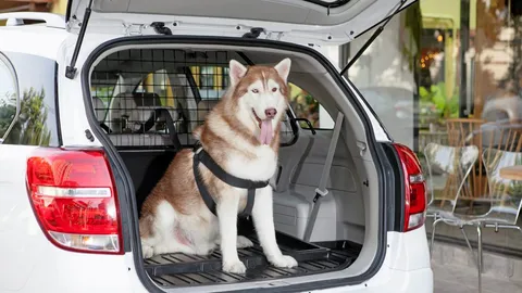 พาน้องหมา–น้องแมวขึ้นรถ