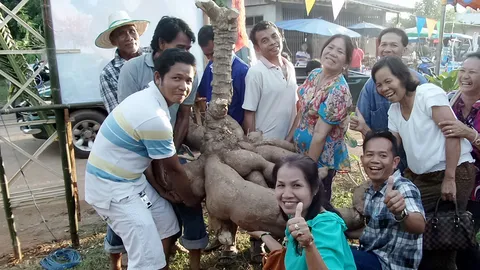ชาวบ้านหนองบัวลำภู ร้องโอ้โฮ! ฮือฮามันสำปะหลังยักษ์
