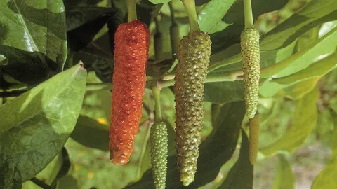 "ดีปลี" แก้ริดสีดวงจมูก