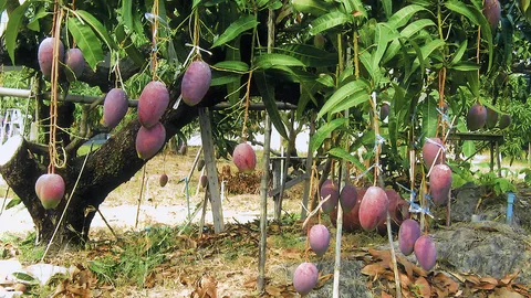 “มะม่วงหงส์จินหวง” ครองใจผู้ปลูกผู้กิน