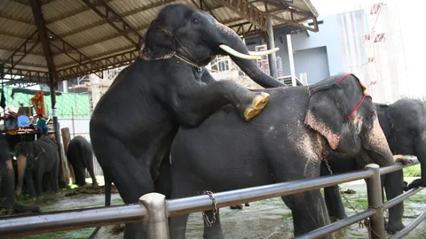 เผยสูตรสุดคึก!‘พลายเบิร์ด’ช้างขุนแผน ปั๊มลูกแล้ว52เชือก