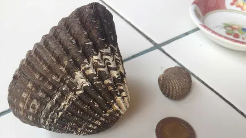 อึ้ง! หอยแครงยักษ์ หนัก 3 ขีด ยังหาได้ในทะเลกระบี่