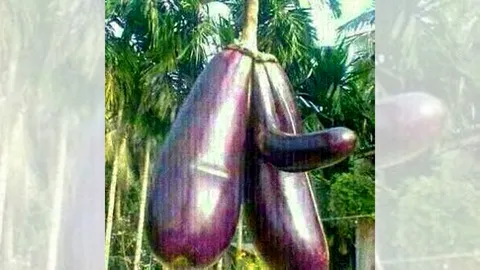 ชาวลำปางตื่นต้นมะเขือออกผลเหมือน 'เจ้าโลก' พากันแห่ขอเลขเด็ด