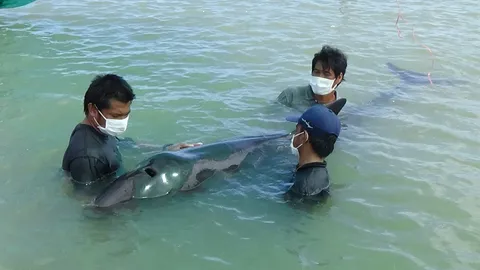 ระดมช่วย‘วาฬเพชรฆาตดำ’ป่วย-เกยตื้นที่ปากพนัง
