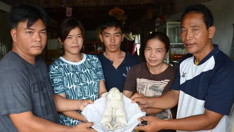 ฮือ ! ไหว้ขอเลขเด็ด หมูประหลาดโคราช 1หัว 2ตัว 8ขา 4หู 2หาง