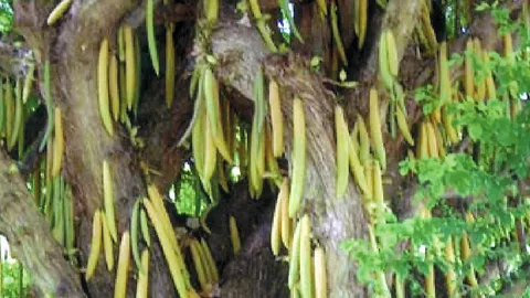 “ผลไม้เทียน” แปลกหวานน่าปลูก