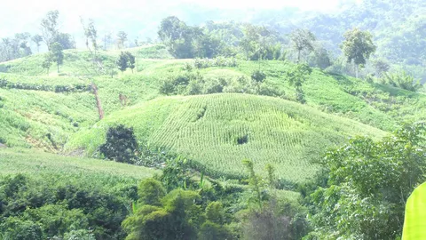 กรมป่าไม้ใจป้ำ แจกสทก.1ล้านไร่