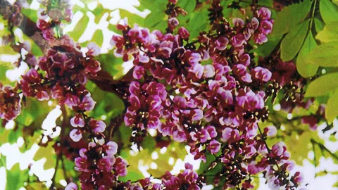 “กระพี้จั่น” ปลูกประดับสวย