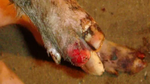 ปลายฝนต้นหนาว...ระวัง FMD