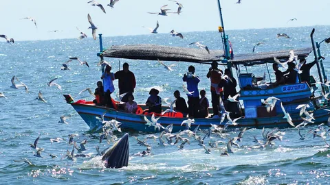 นักท่องเที่ยวแห่เหมาเรือชม 'วาฬบรูด้า' ที่หาดเจ้าสำราญ (ชมคลิป)
