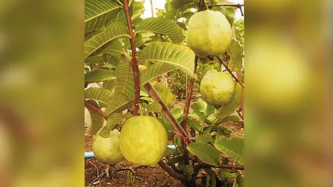 “ฝรั่งฮ่องเต้” ติดผลง่ายดกอร่อย