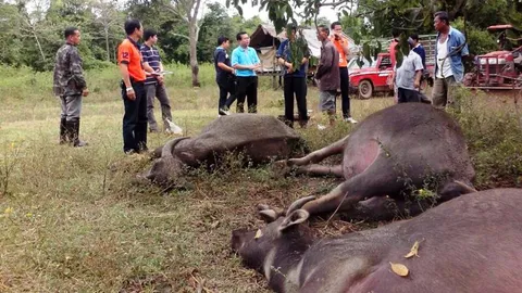 ปศุสัตว์น่าน สั่งเฝ้าระวัง โรคคอบวมระบาดใน 'โค-กระบือ'