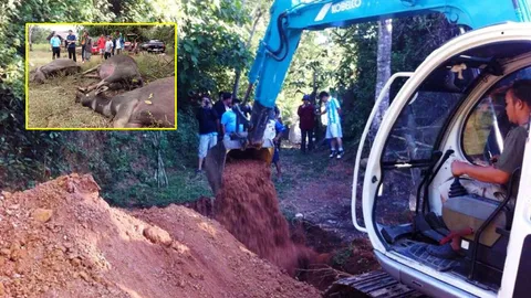 น่านกำหนดเขตพื้นที่โรคระบาดชั่วคราว ควายตายโรคคอบวม