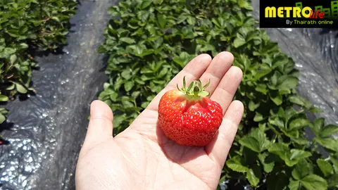 ฤดูหนาว ไม่เหงา ที่ ฮอกไกโด (ตอนจบ)