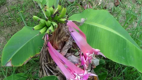 แห่ขอโชค! ต้นกล้วยหอม โผล่หวีกลางตอ 