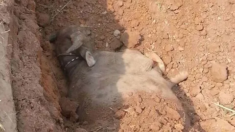 "กระบือ"ตายอีกที่ขอนแก่น-4ตัวเจ้าของเจ๊ง5แสน 