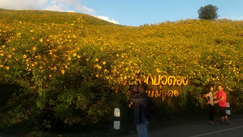 นักท่องเที่ยวแห่ชม ดอกบัวตองบานสะพรั่ง เต็มดอยแม่อูคอแม่ฮ่องสอน