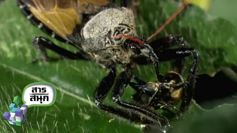 รายการสาร-สนุก