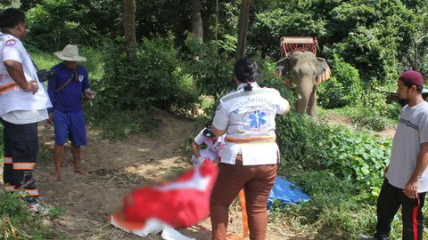 คลั่ง! ช้างตกมัน กระทืบควาญช้างหนุ่มชาวสุรินทร์ ดับอนาถ 