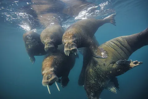 ฟรานซ์โจเซฟแลนด์ แดนน้ำแข็งพิสุทธิ์ถิ่นเหนือ