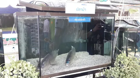 สวก.เดินหน้าอุดหนุนทุนวิจัยมุ่งขยายพันธุ์ปลาม้า