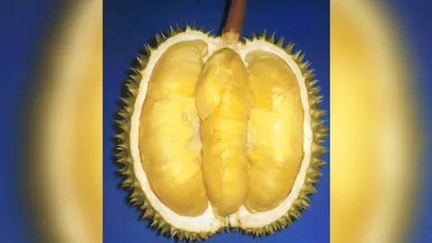 "ทุเรียนเม็ดในยายปราง" เนื้อหนาหวานละเอียด