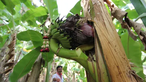 อีกแล้ว! ต้นกล้วยประหลาด หัวปลี-เครือ โผล่กลางลำต้น