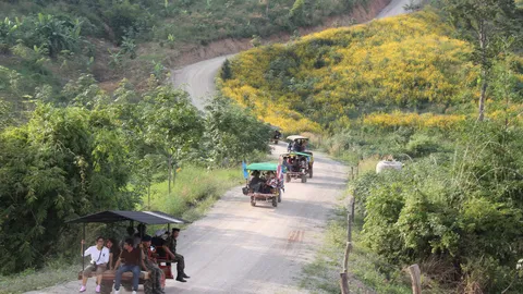 แห่ชม 'ภูป่าเปาะ' ฟูจิเมืองเลย